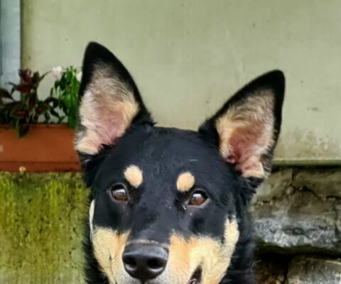 Lex