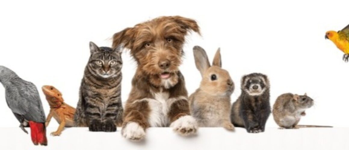 Tierpfleger/ Tierbetreuer (m/w/x) gesucht (20 Wochenstunden)