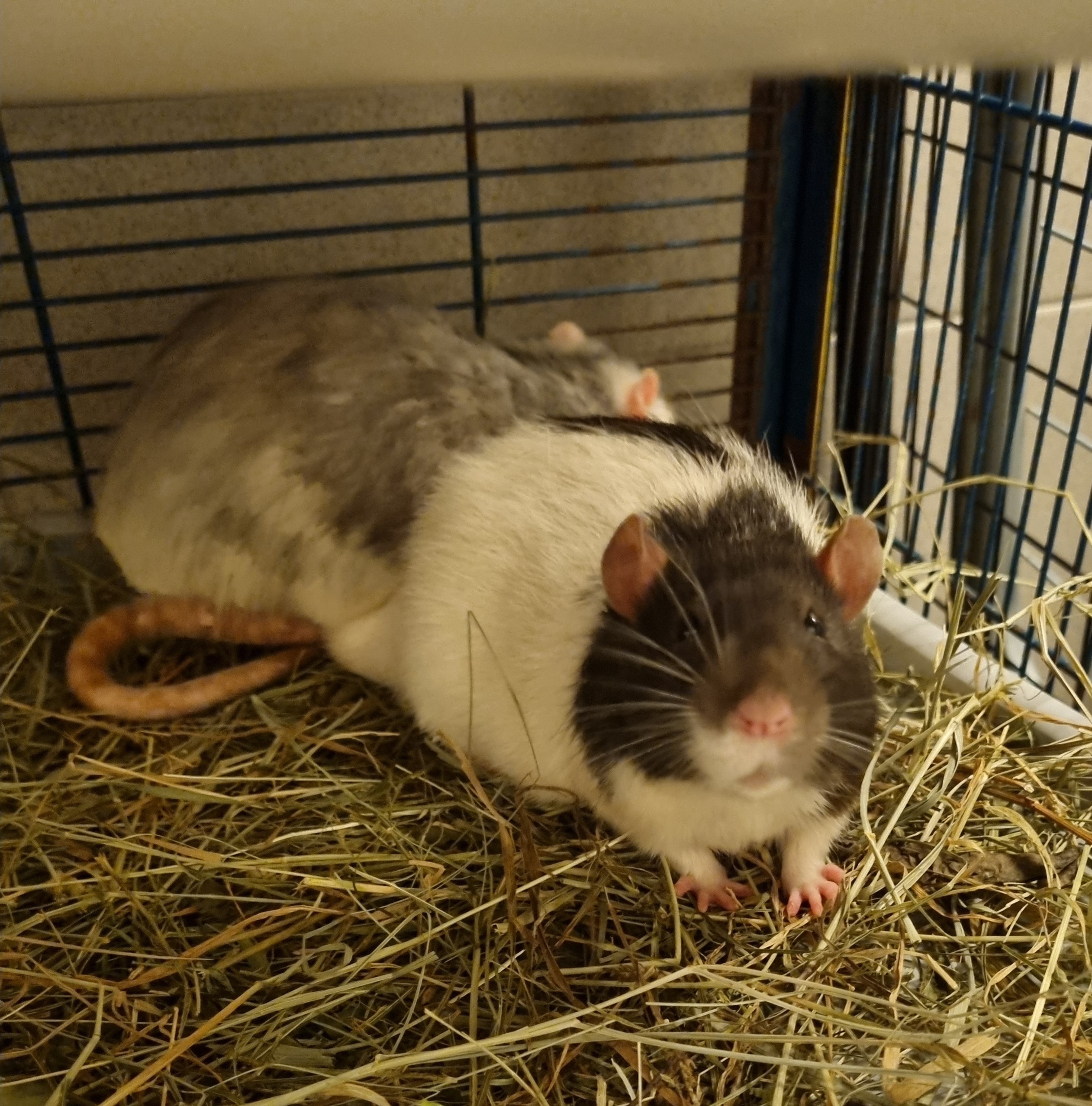 Ratten Carlitos u Mr Coconut | Graz - Landestierschutzverein Steiermark