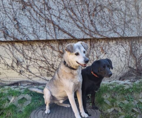 Milo & Nora