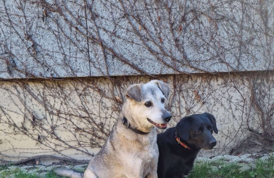 Milo & Nora