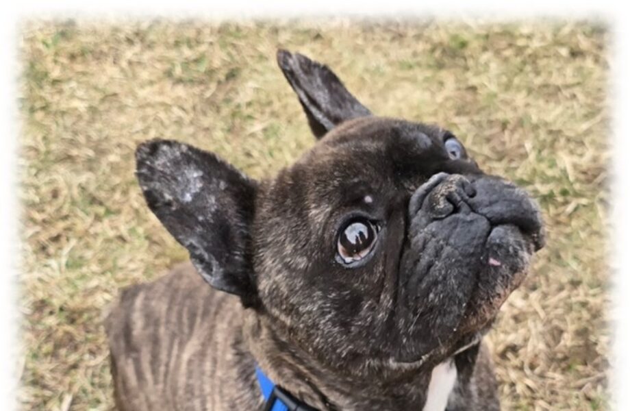 Emilio