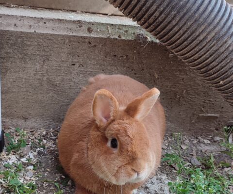 Milo 23840 und Schnuffi 23841