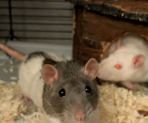Ratten 23768-23772