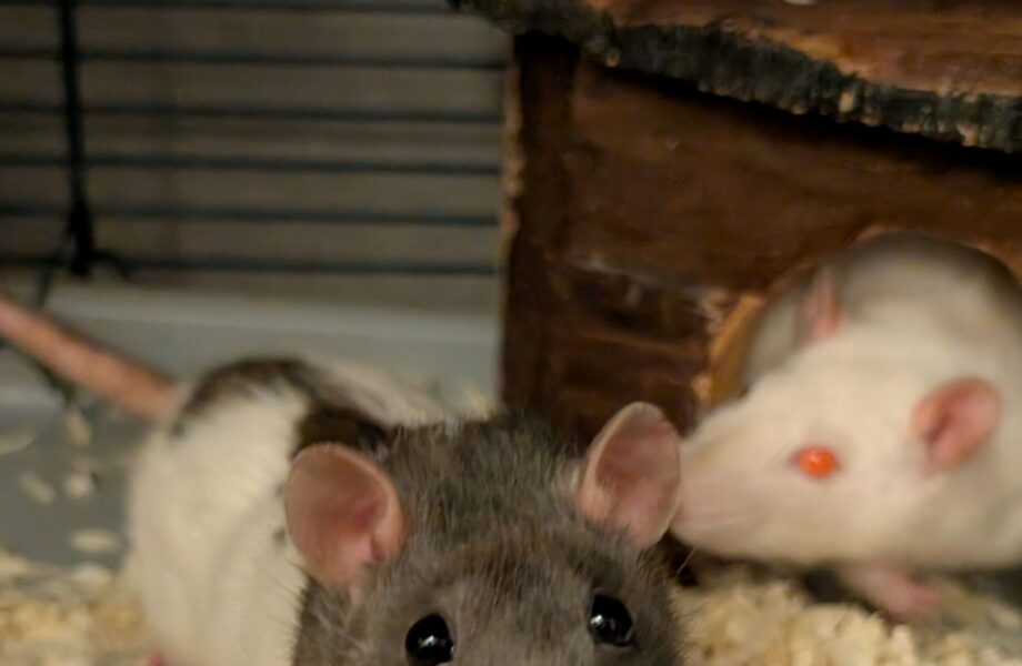 Ratten 23768-23772
