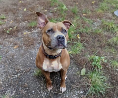 Roxy