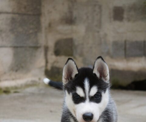Kenai