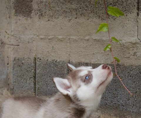Lumi