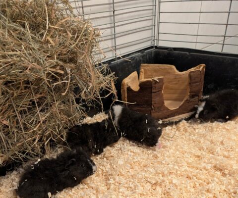 Meerschweinchen 24044, 24046, 24047, 24049