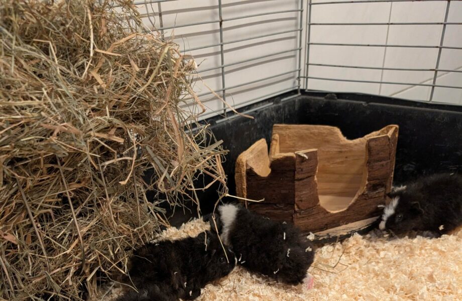 Meerschweinchen 24044, 24046, 24047, 24049