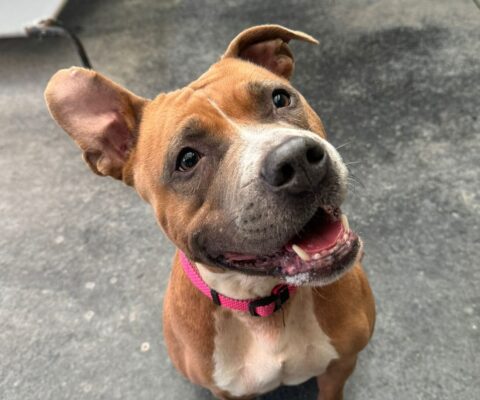 Roxy