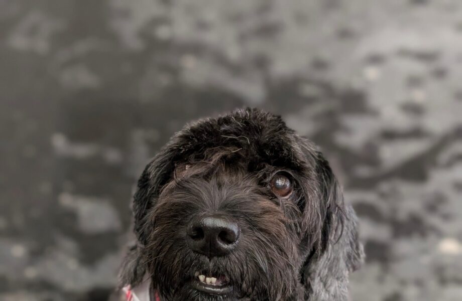 Uschi