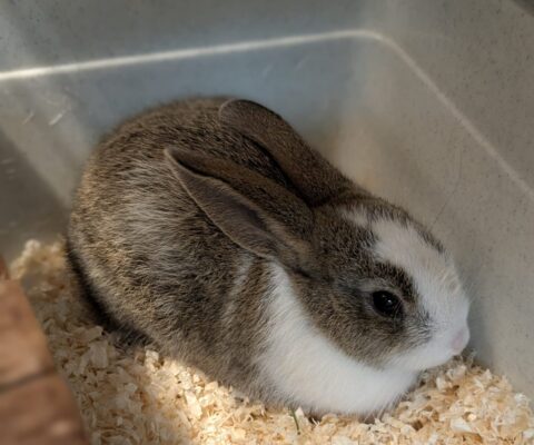 Bugs Bunny 24152