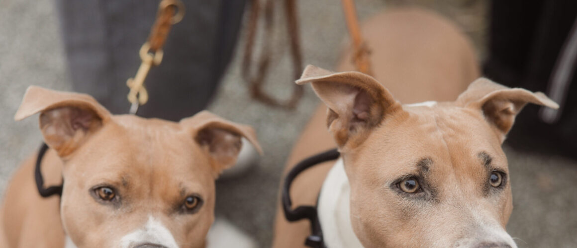 🐾 Fotos von unserem Tierschutzfest am 04.10.2025 🐾