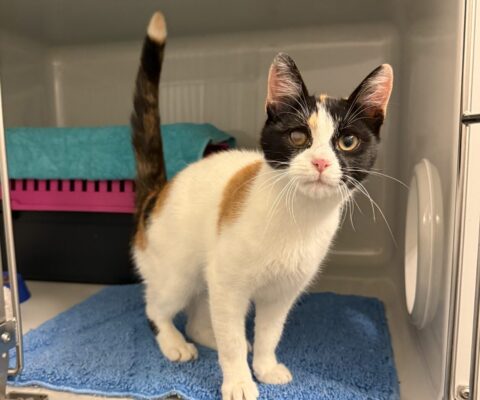 Mariatroster Straße