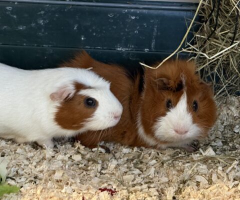 Max 24215 und Moritz 24216