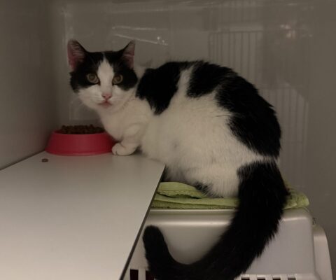 Maria-Stromberger-Gasse