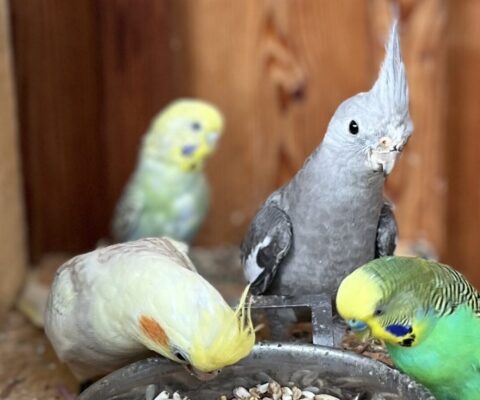 St. Ruprecht an der Raab