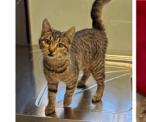 Andritz Toeplergasse