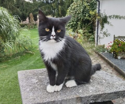 Judendorf-Straßengel