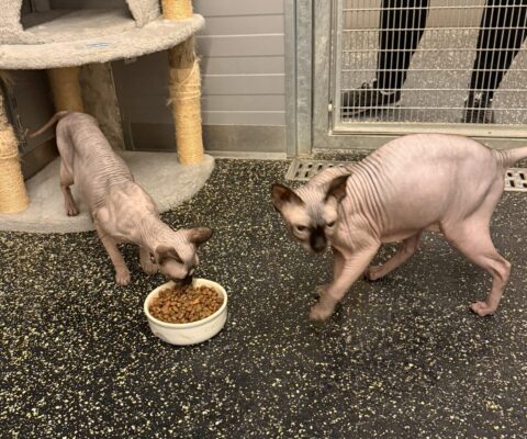 Shakira 24344 und Naomi 24345