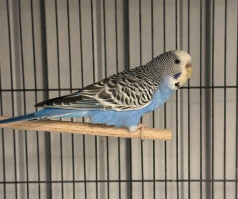 St. Ruprecht an der Raab