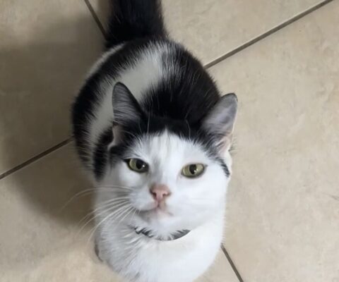 Hofstätten an der Raab