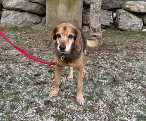 Liebenauer Hauptstraße