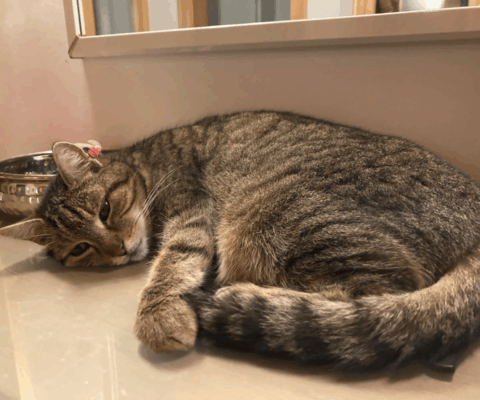 Puntigam – Rudersdorferstraße