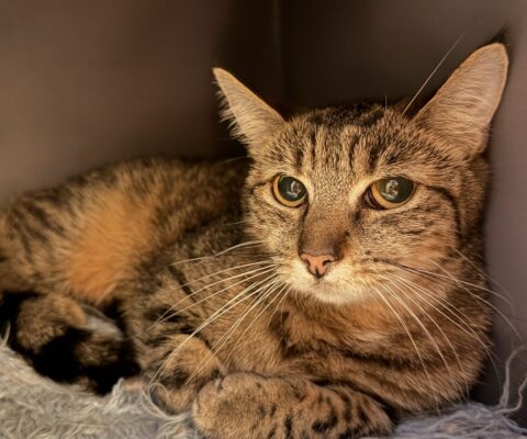 Wilma 24604