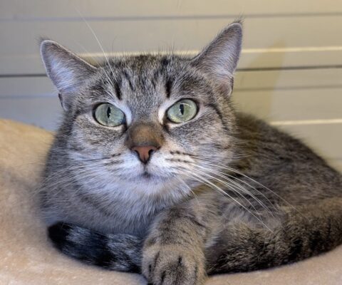Minou 24605
