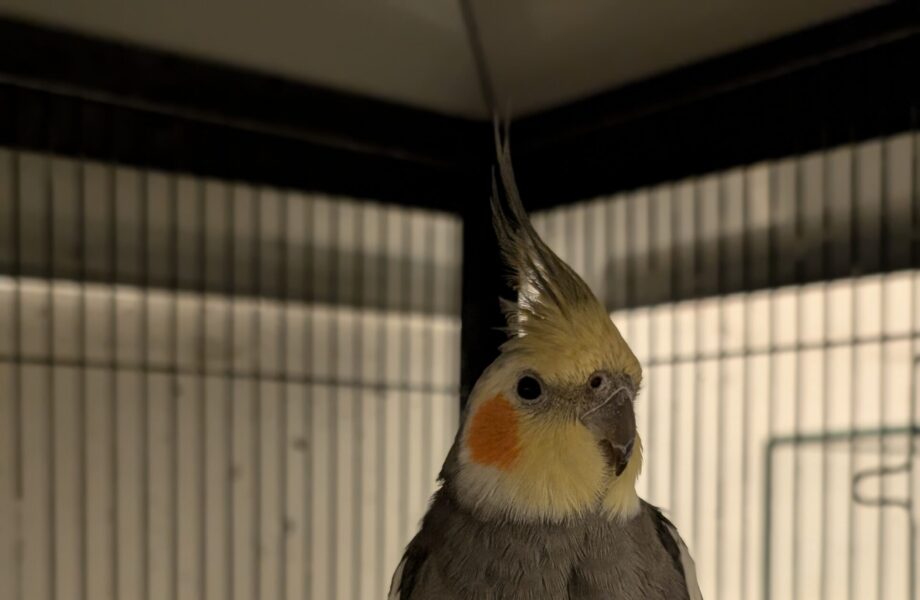 Pablo 24573 & Picasso 24574