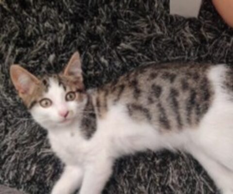 Laubgasse / Tiergartenweg