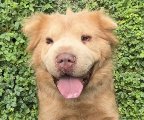Bonny Bear