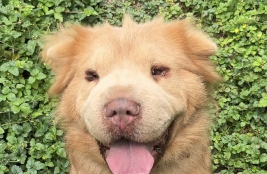 Bonny Bear