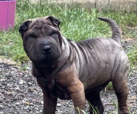 Buster Jr.