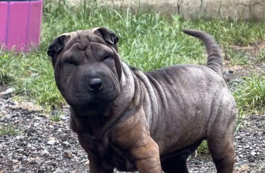 Buster Jr.