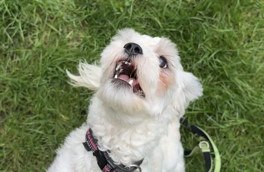 Elsie