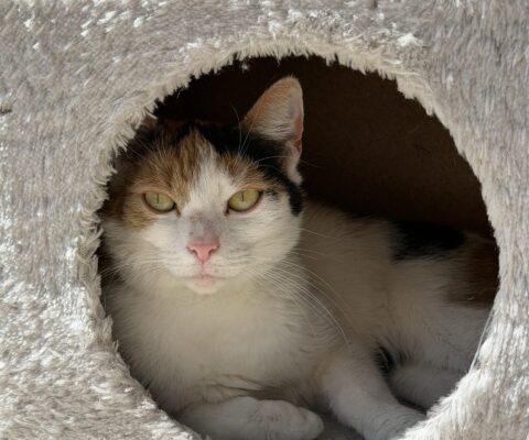 Millie 24712