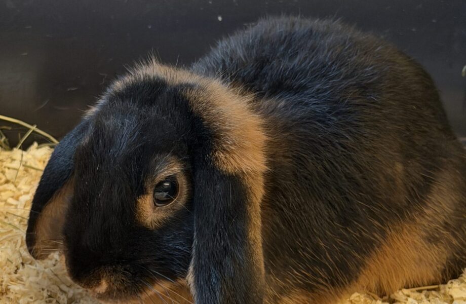 Thumper 24640