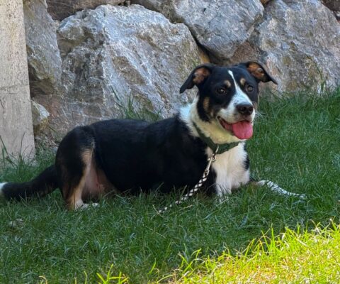 Dexter