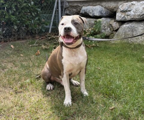 Otis