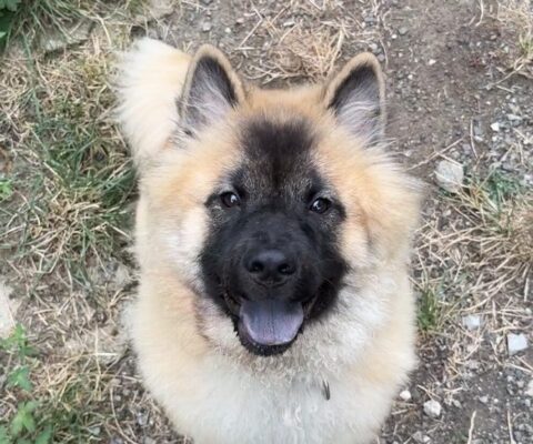 Ronja